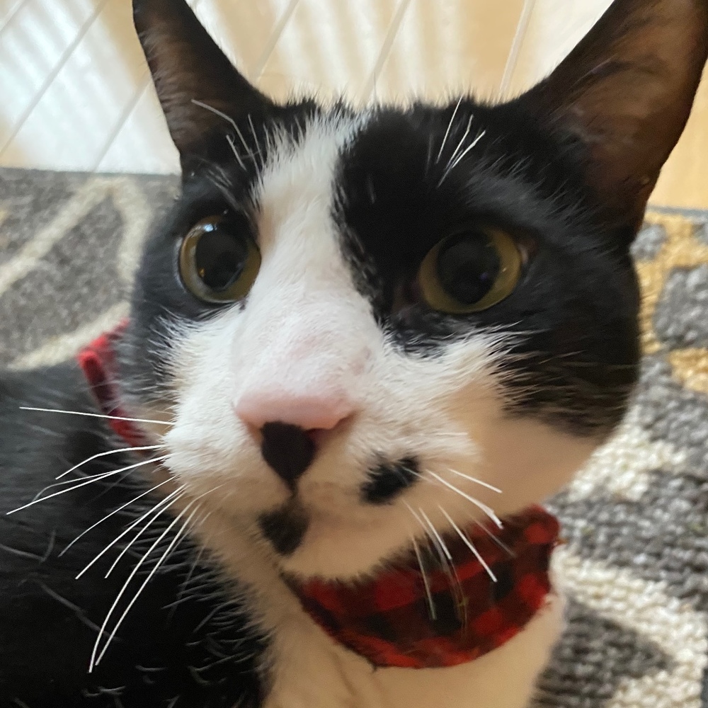 Meet your Posher, Greyson